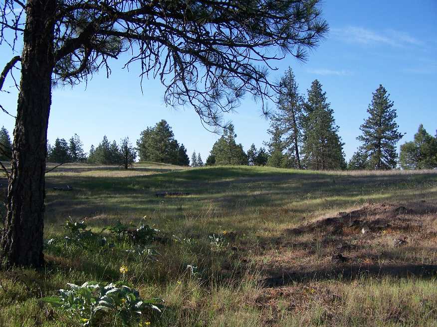 4 high meadow looking south